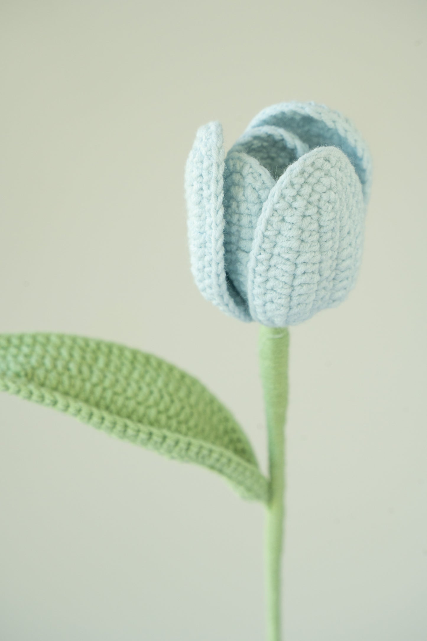 Blue Tulip