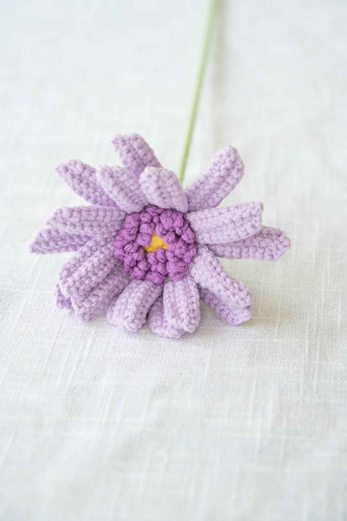 Purple Gerbera