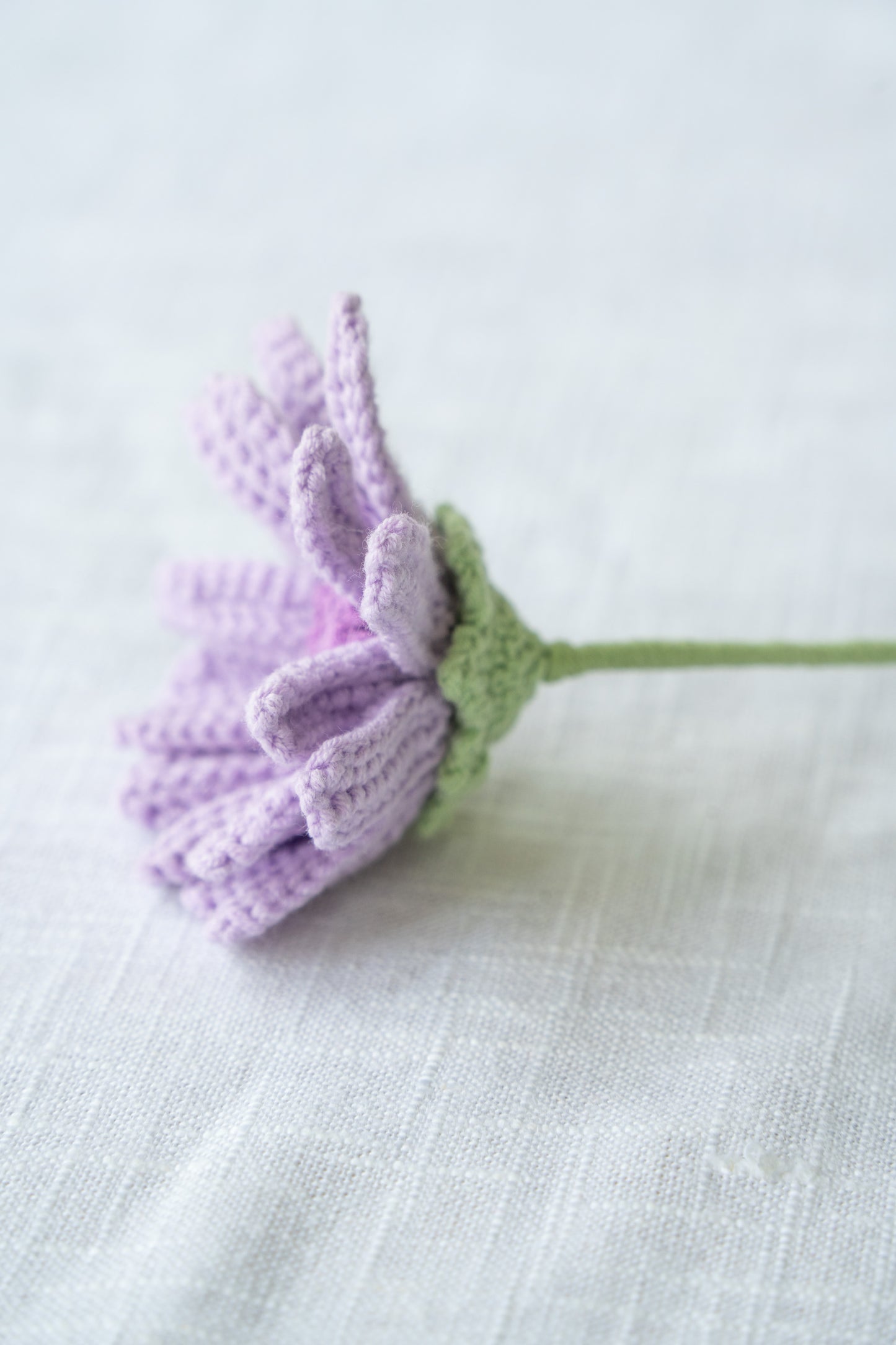 Purple Gerbera