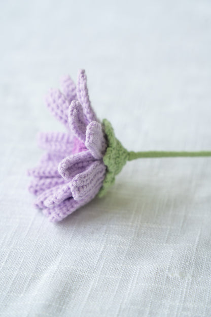 Purple Gerbera
