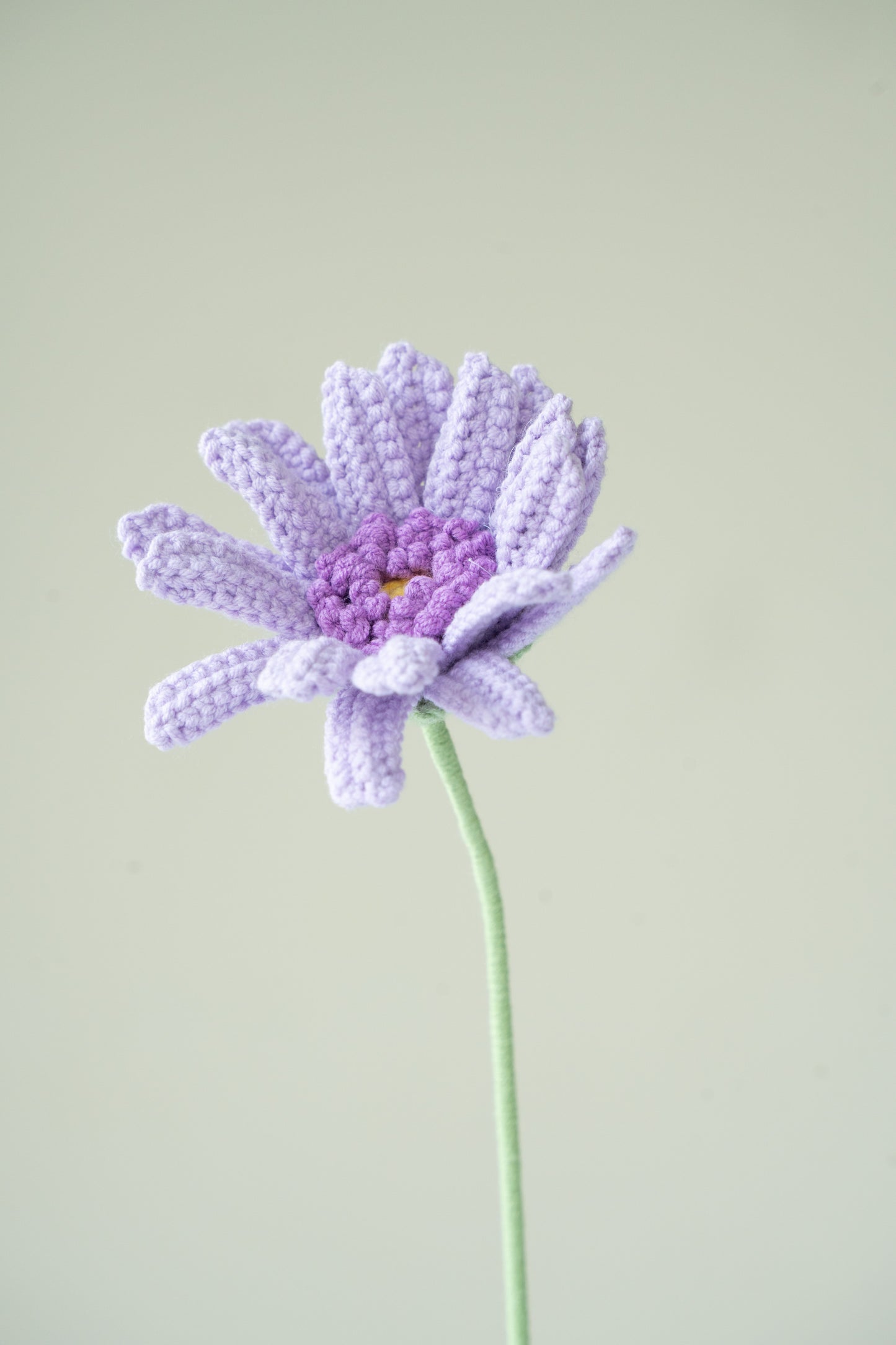 Purple Gerbera