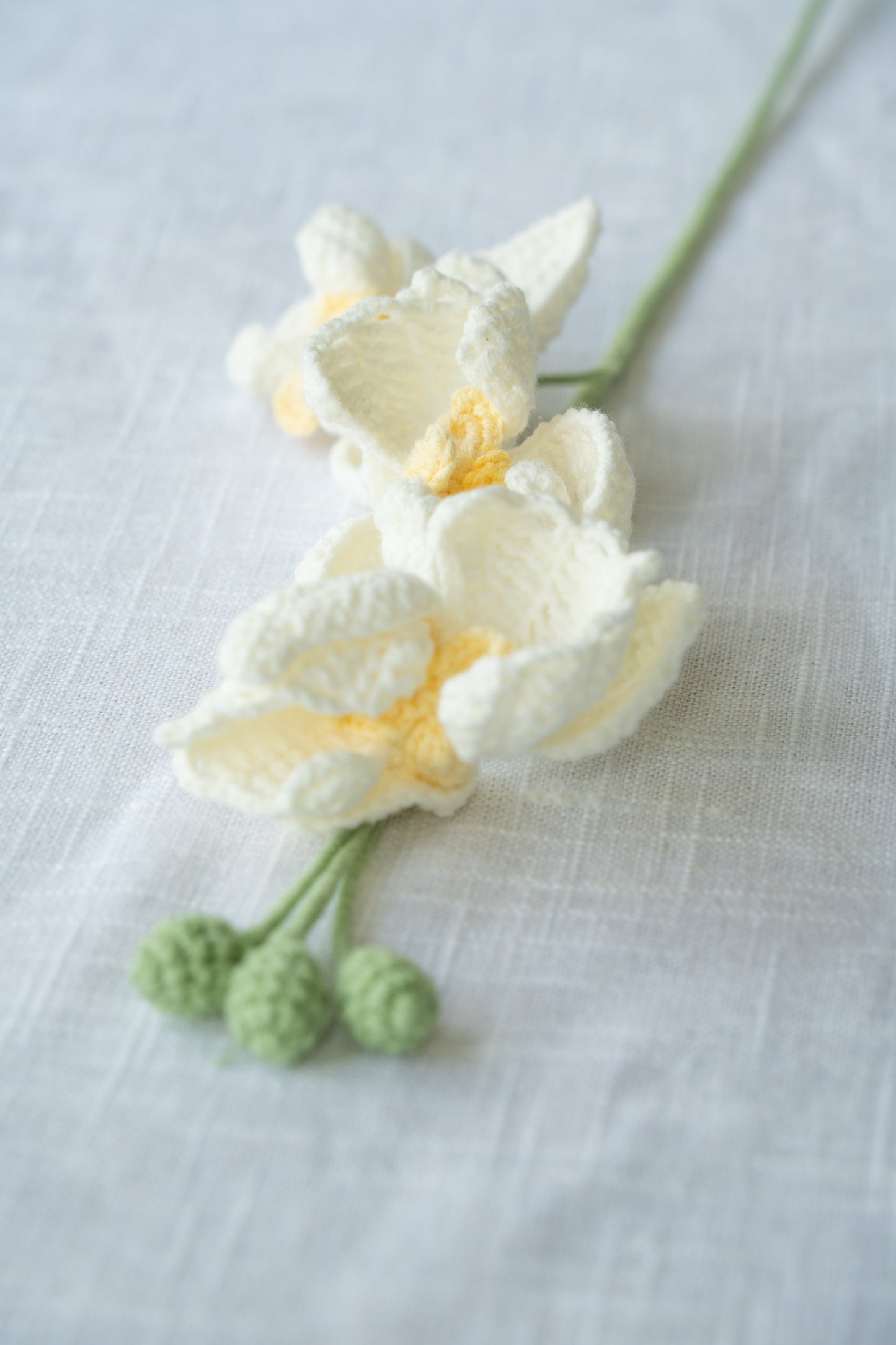 White Moth Orchid