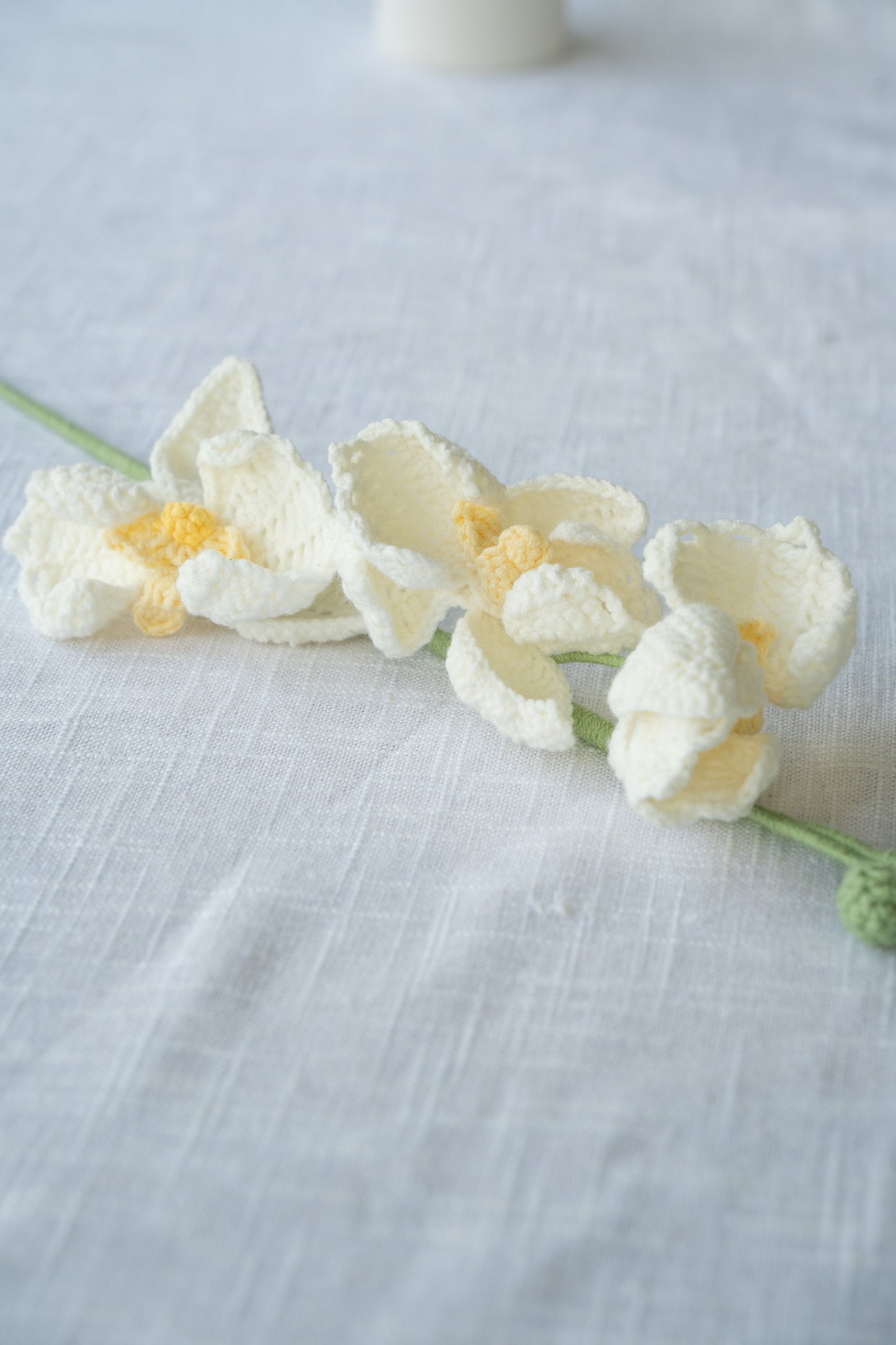 White Moth Orchid