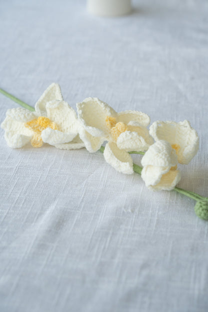 White Moth Orchid