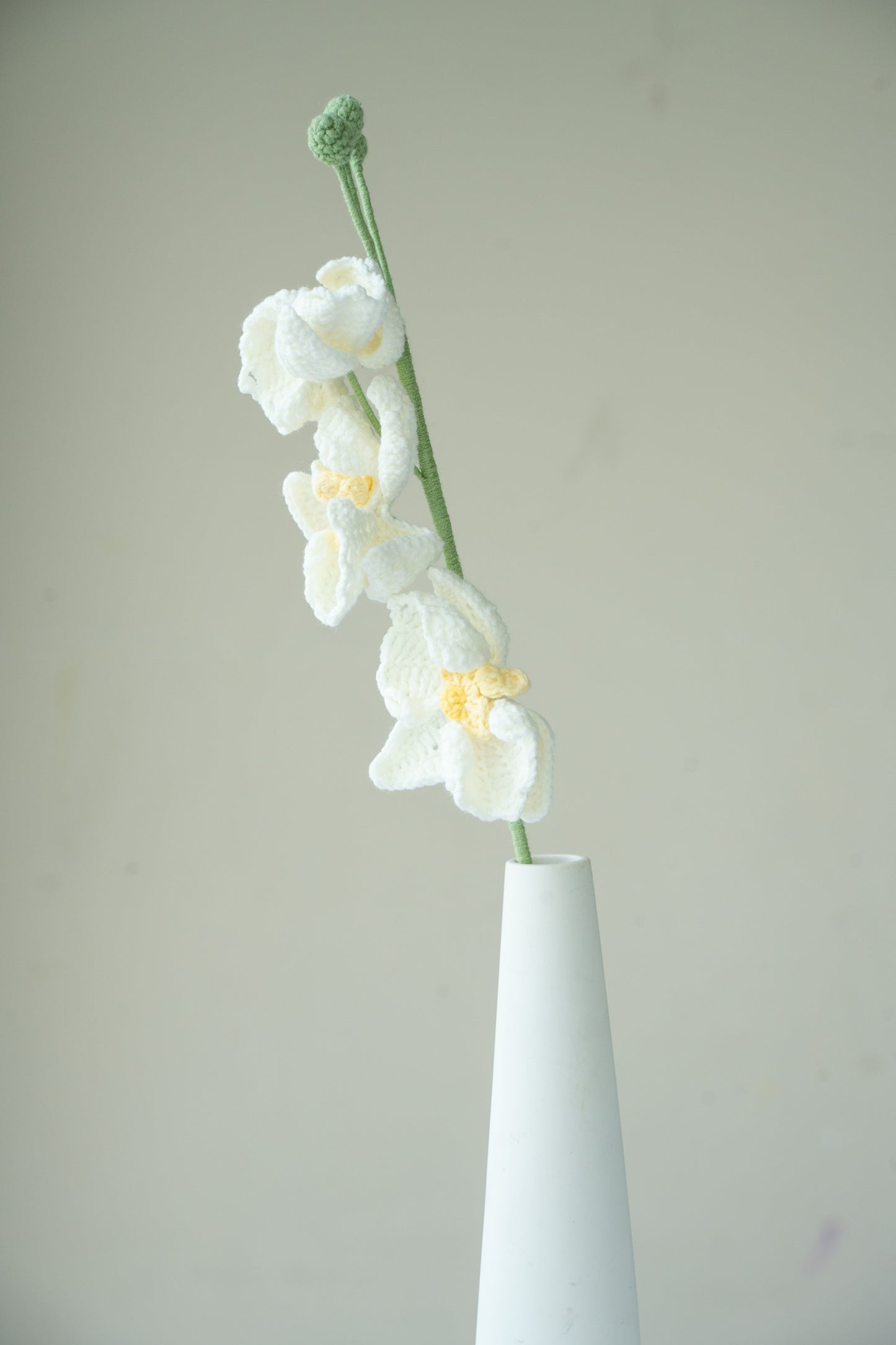 White Moth Orchid