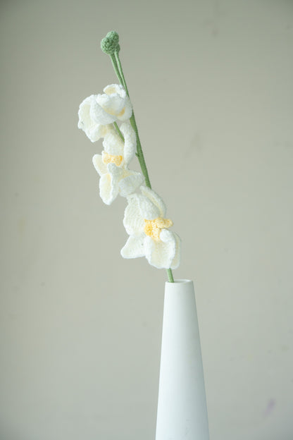 White Moth Orchid