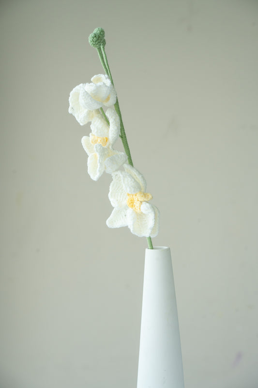 White Moth Orchid