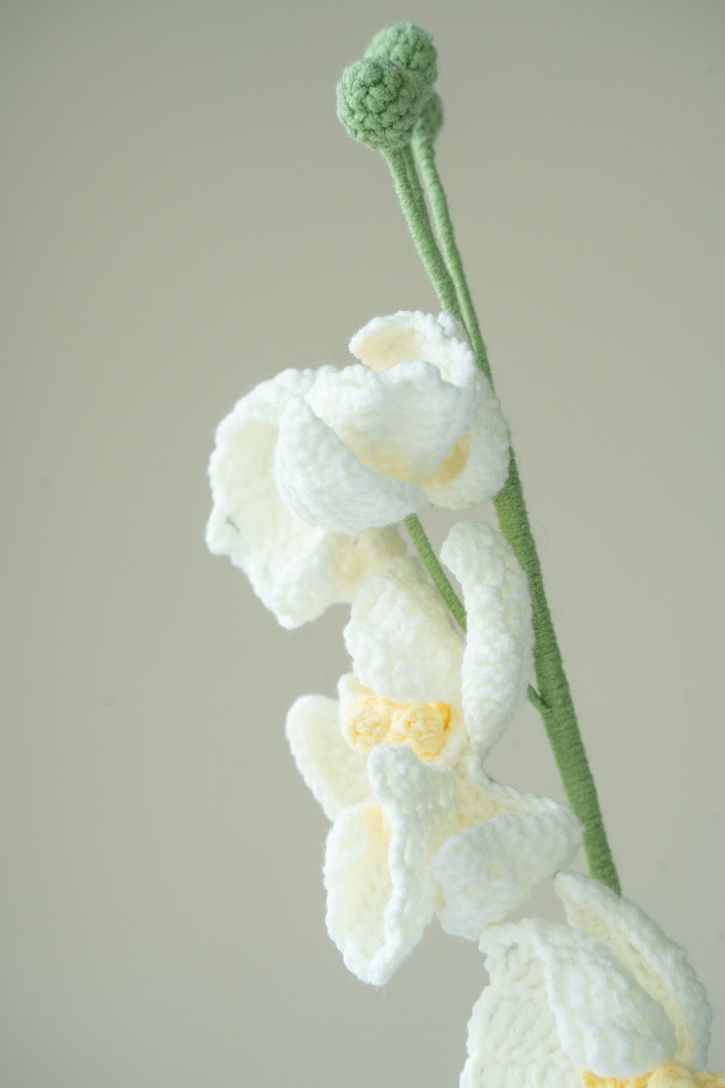 White Moth Orchid