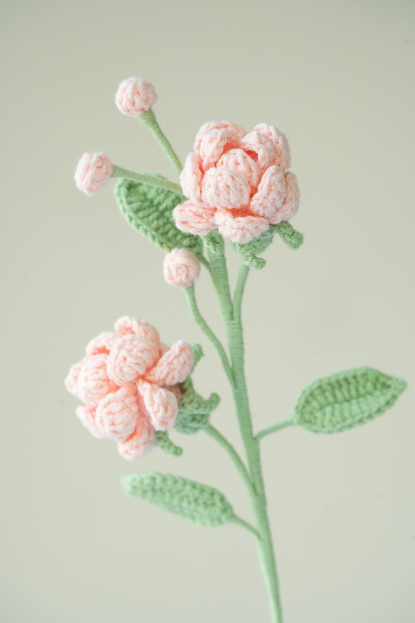 Pink Jasmine