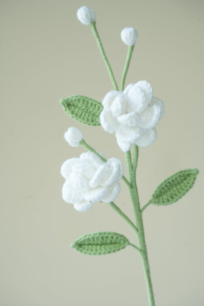 White Jasmine