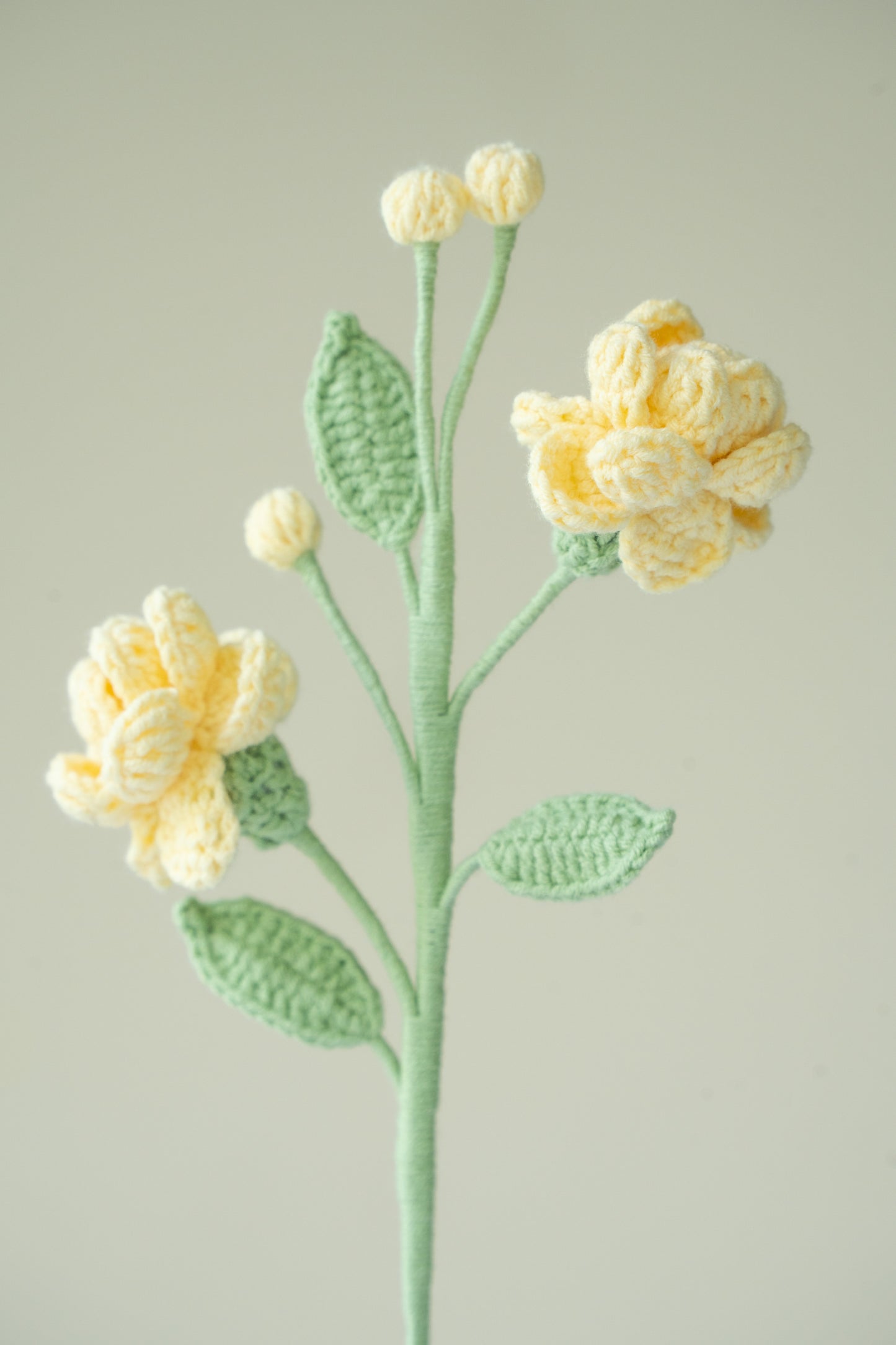 Yellow Jasmine