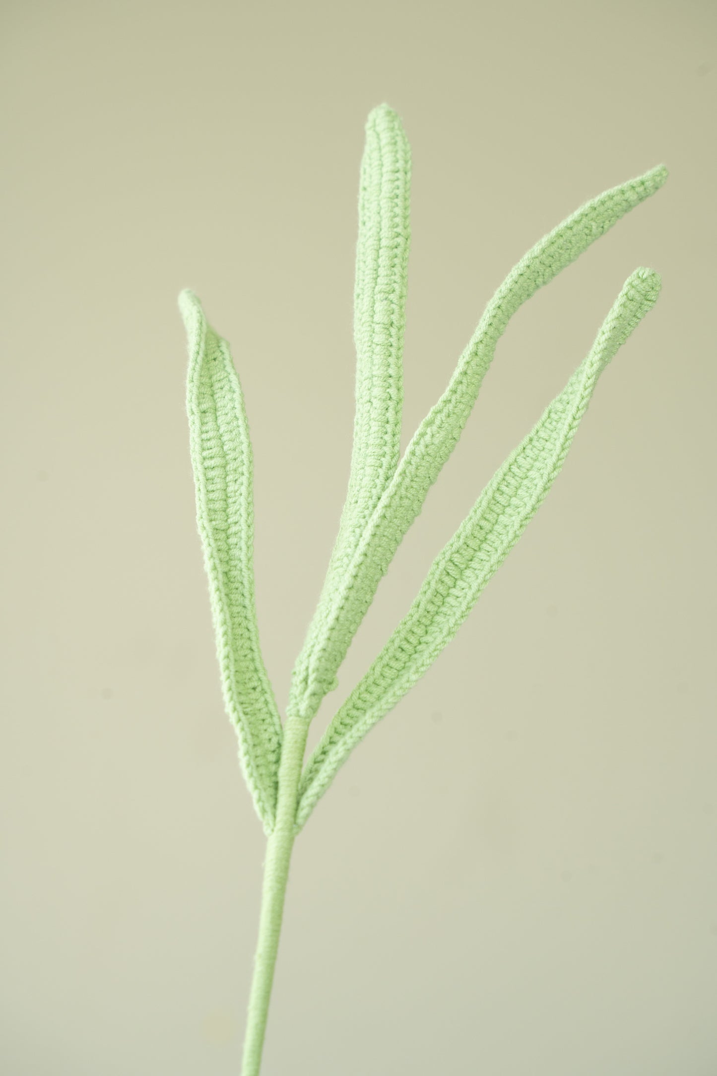 Longbracted Cymbidium