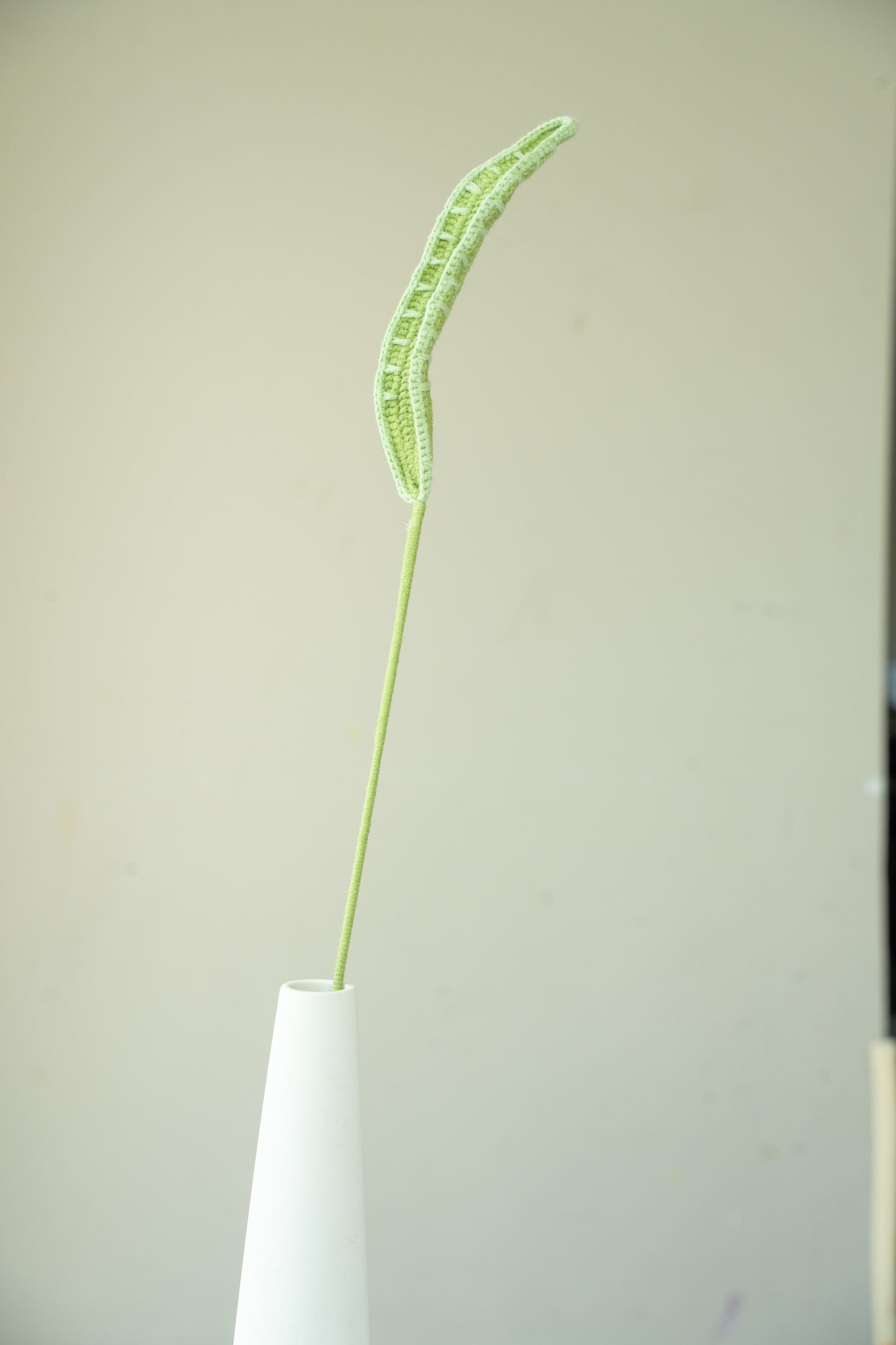 Snake Plant