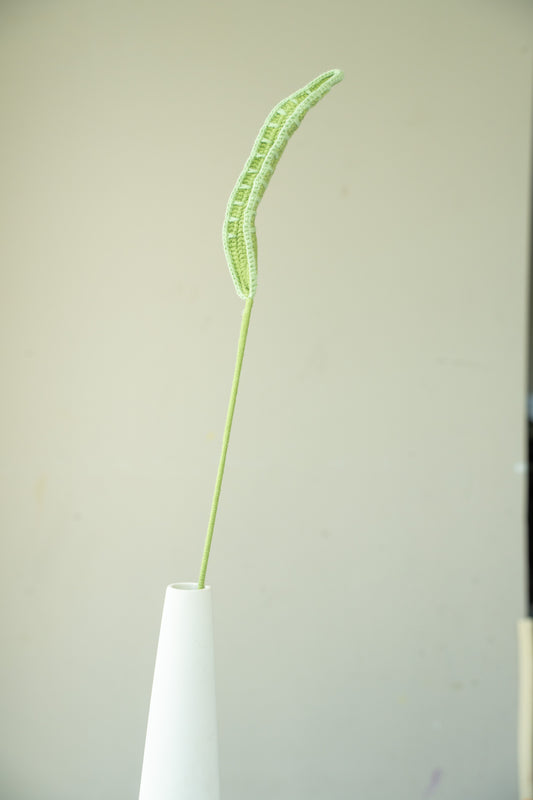 Snake Plant