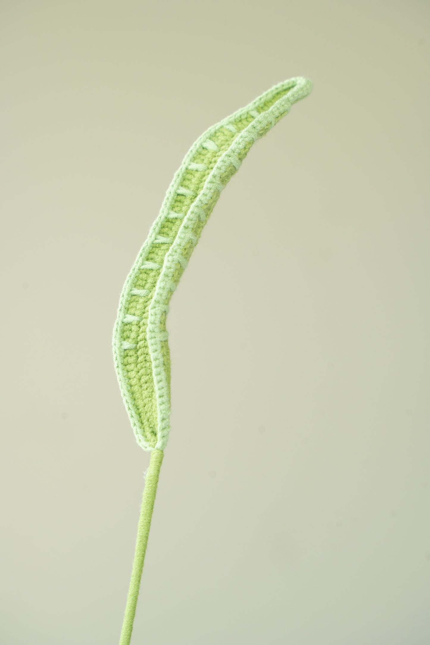 Snake Plant