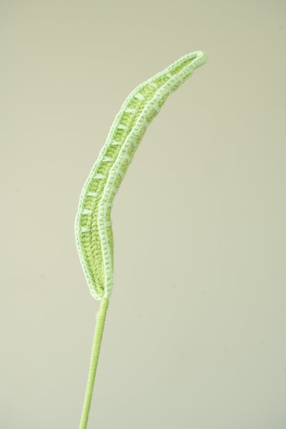 Snake Plant