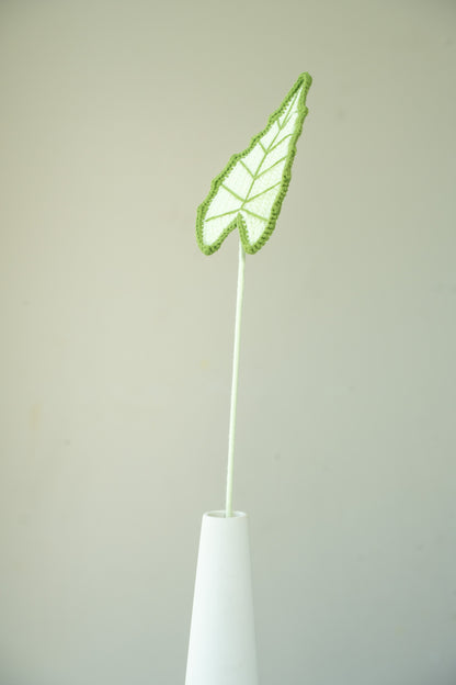 Alocasia
