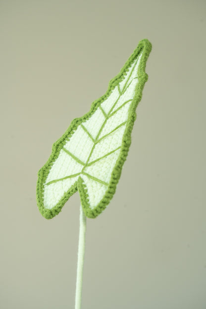 Alocasia