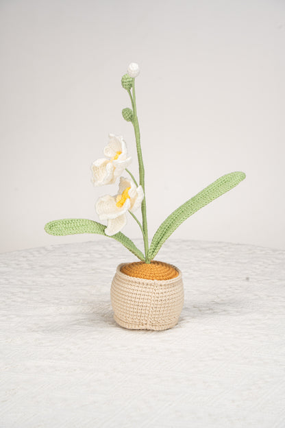 white moth orchid