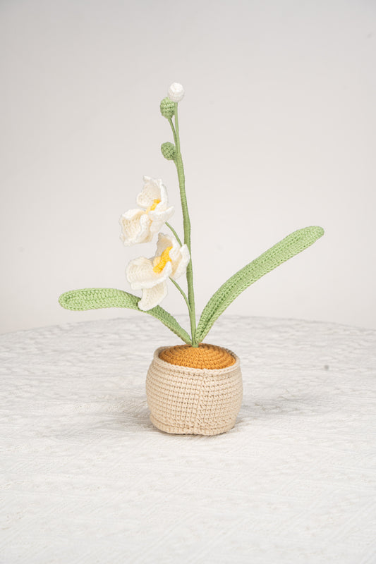 white moth orchid