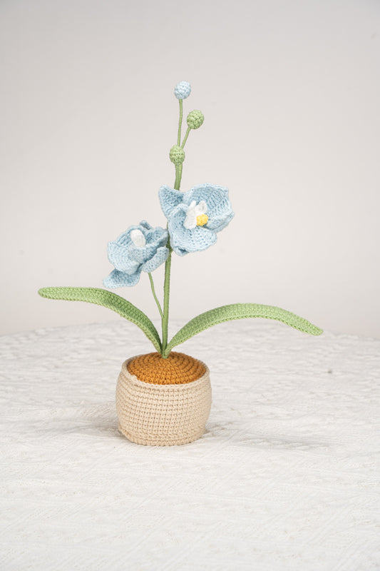 blue moth orchid