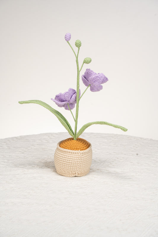 purple moth orchid