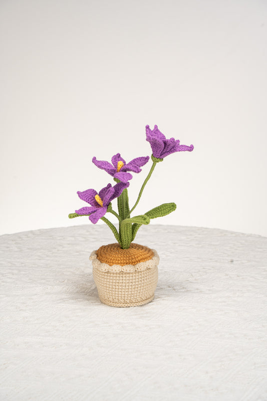 purple orchid