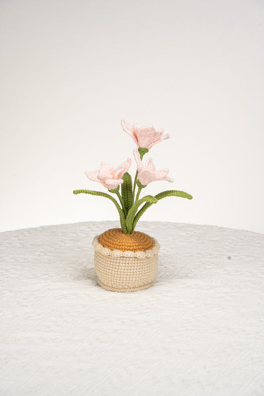 pink orchid