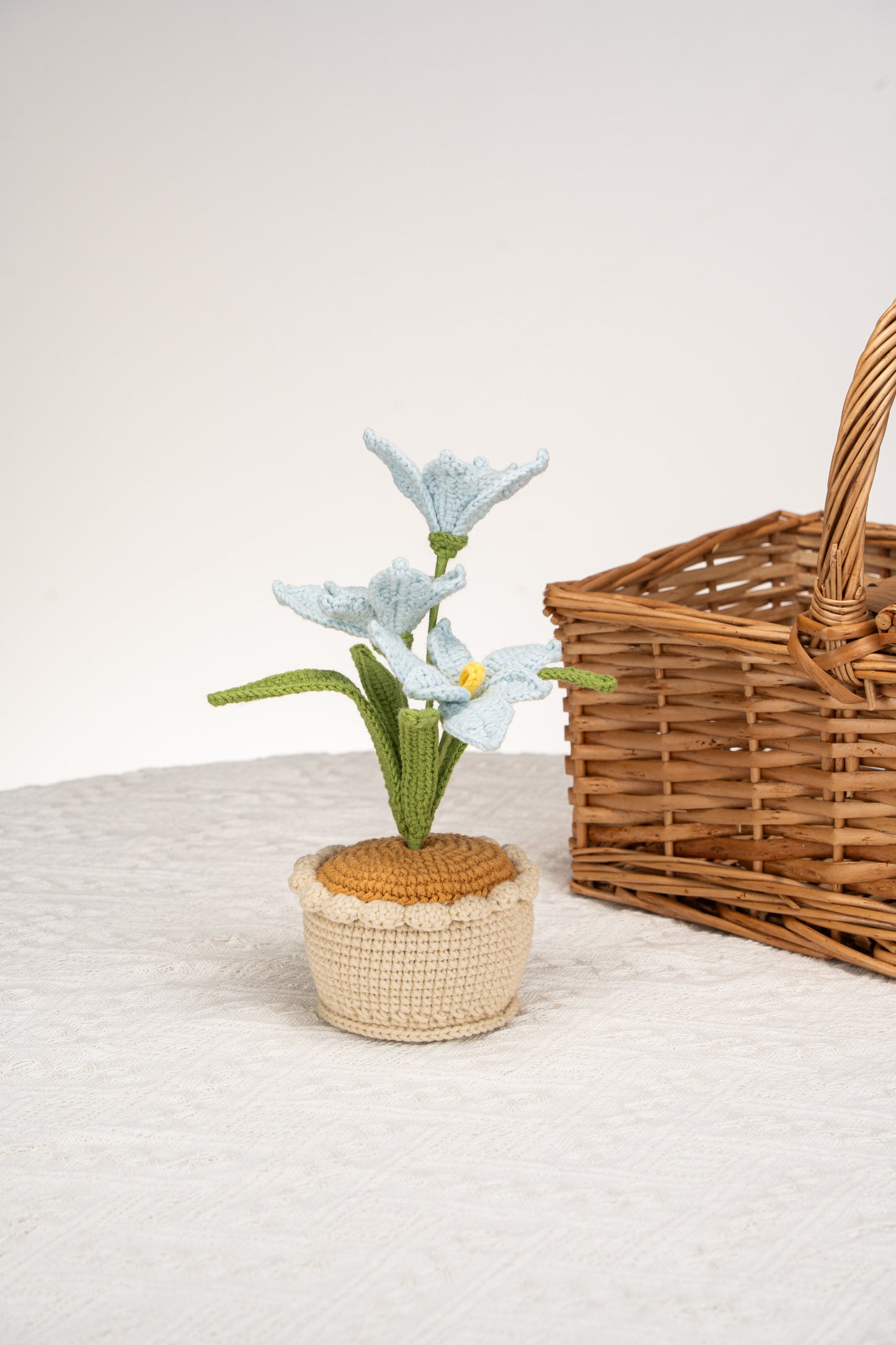 blue orchid