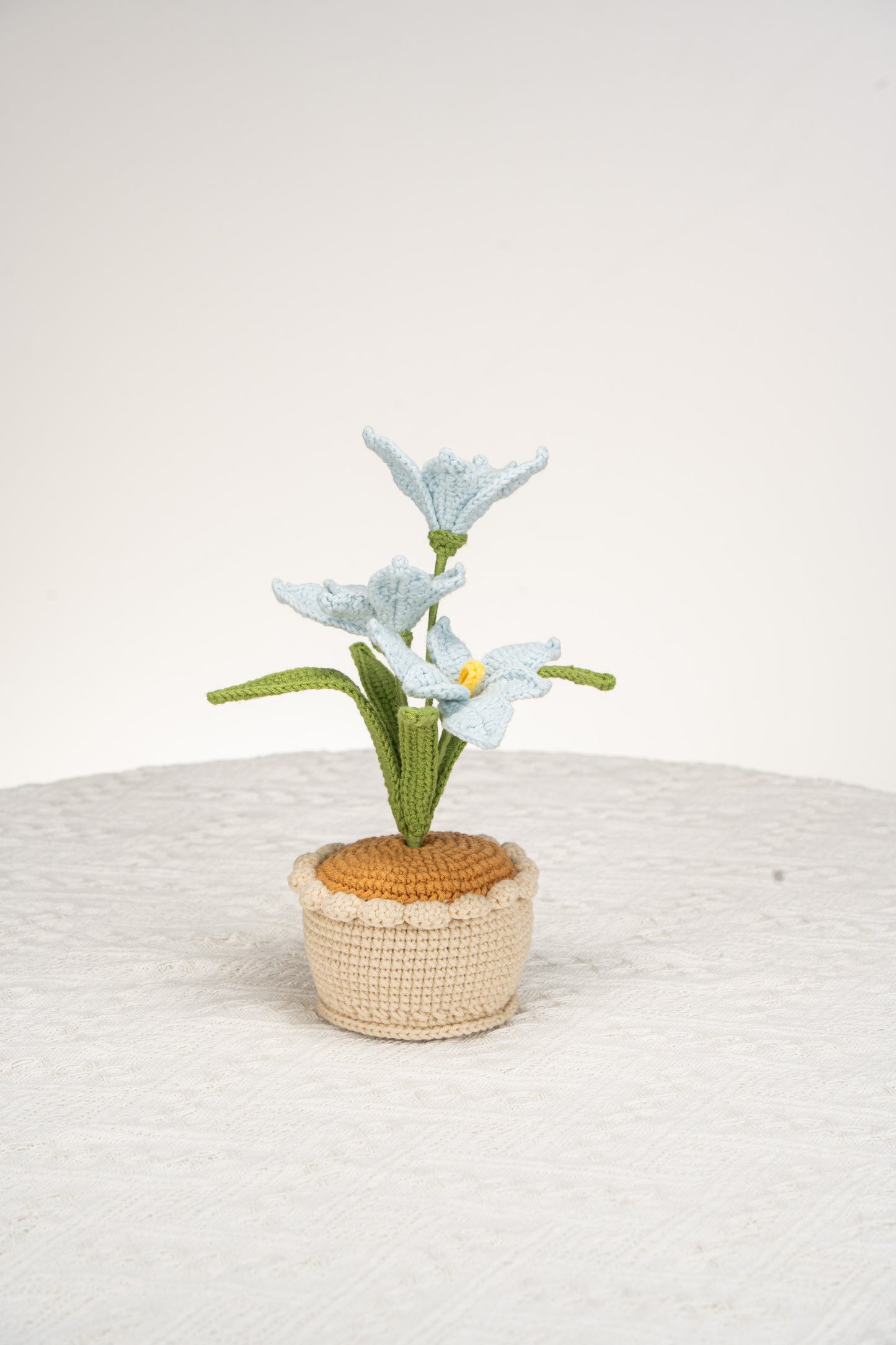 blue orchid