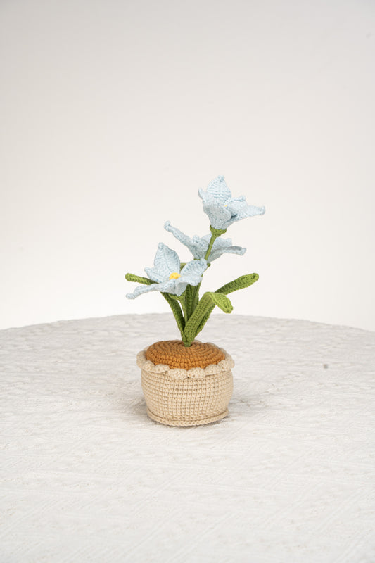 blue orchid