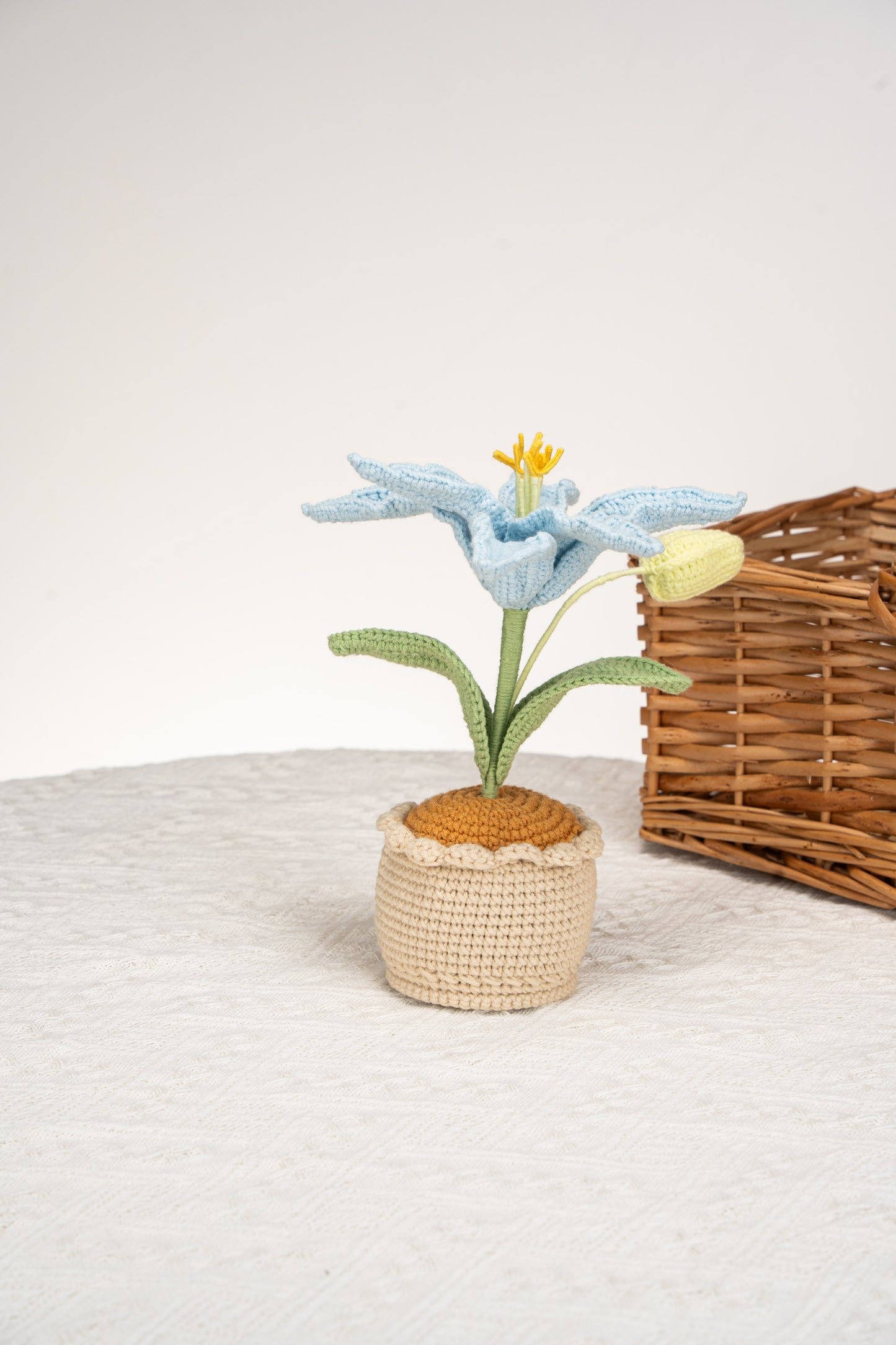 blue lily