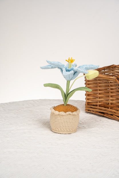 blue lily