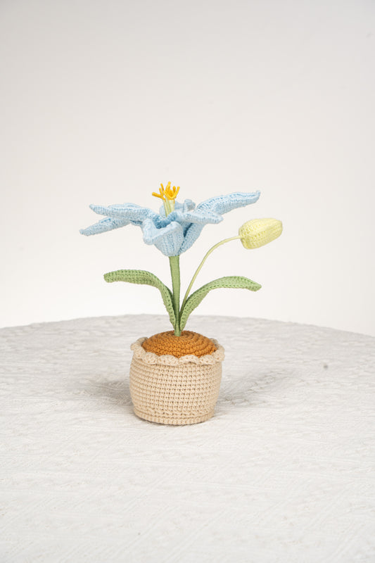 blue lily