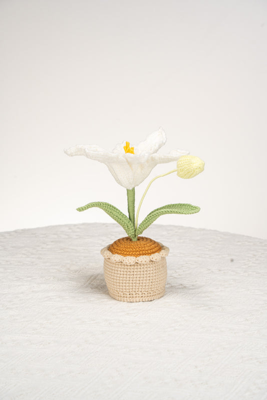 white lily