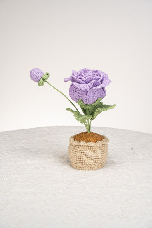 purple Thai rose