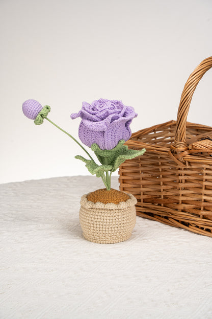 purple Thai rose