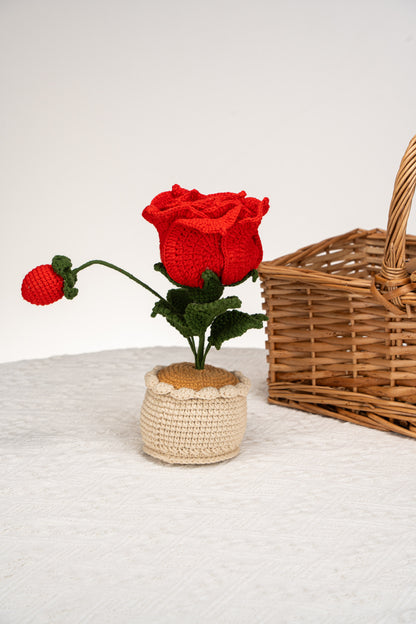 red Thai rose