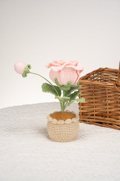 pink Thai rose