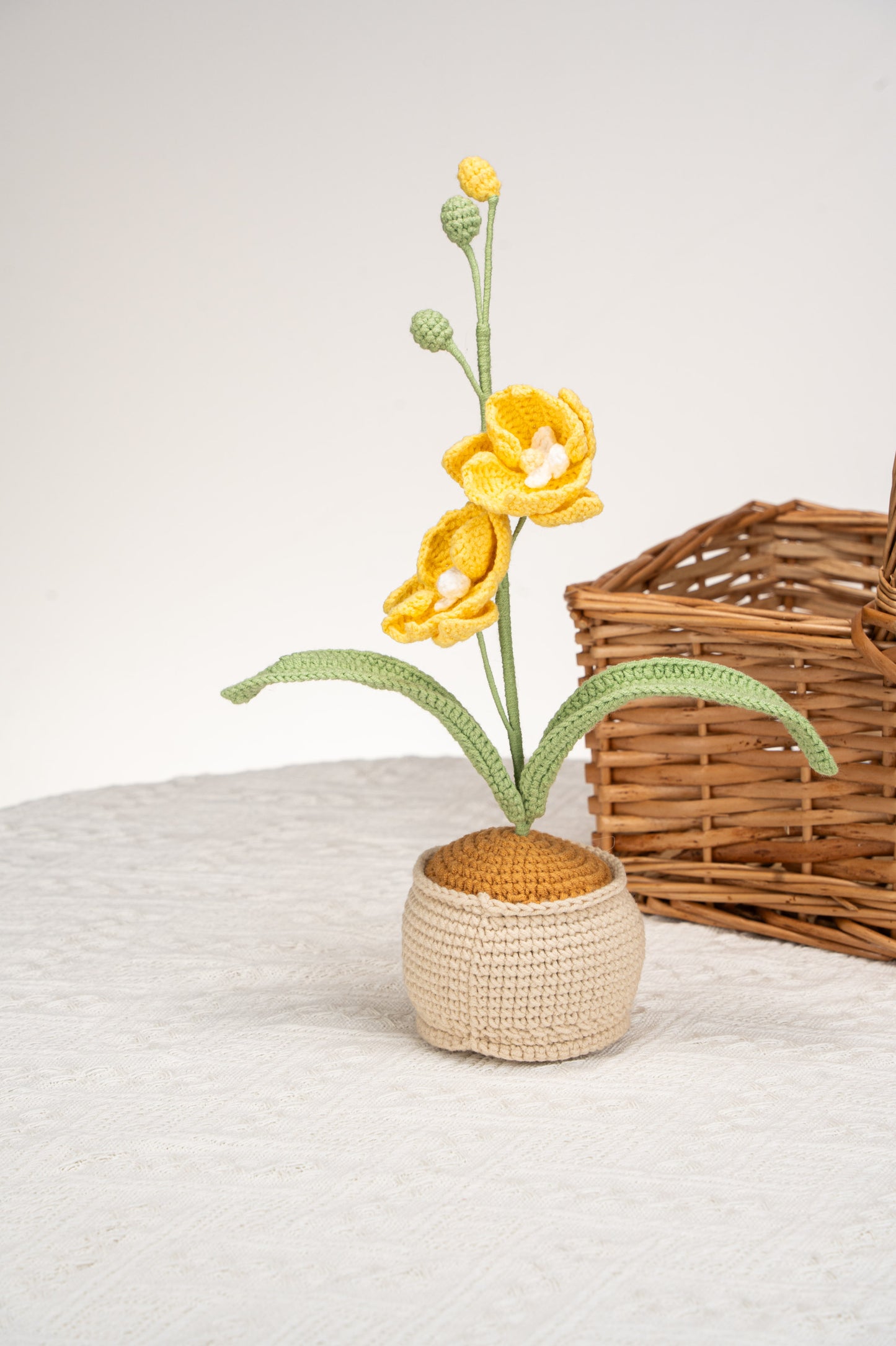 yellow moth orchid