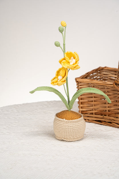 yellow moth orchid