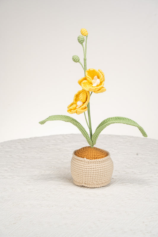 yellow moth orchid