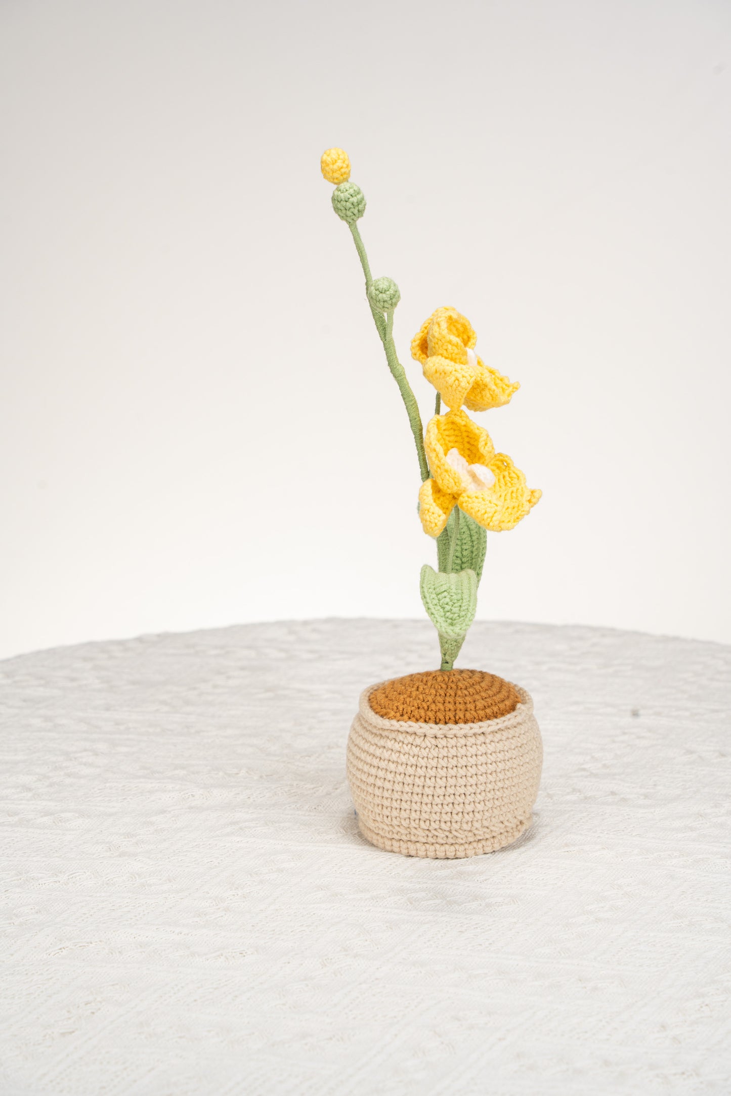 yellow moth orchid