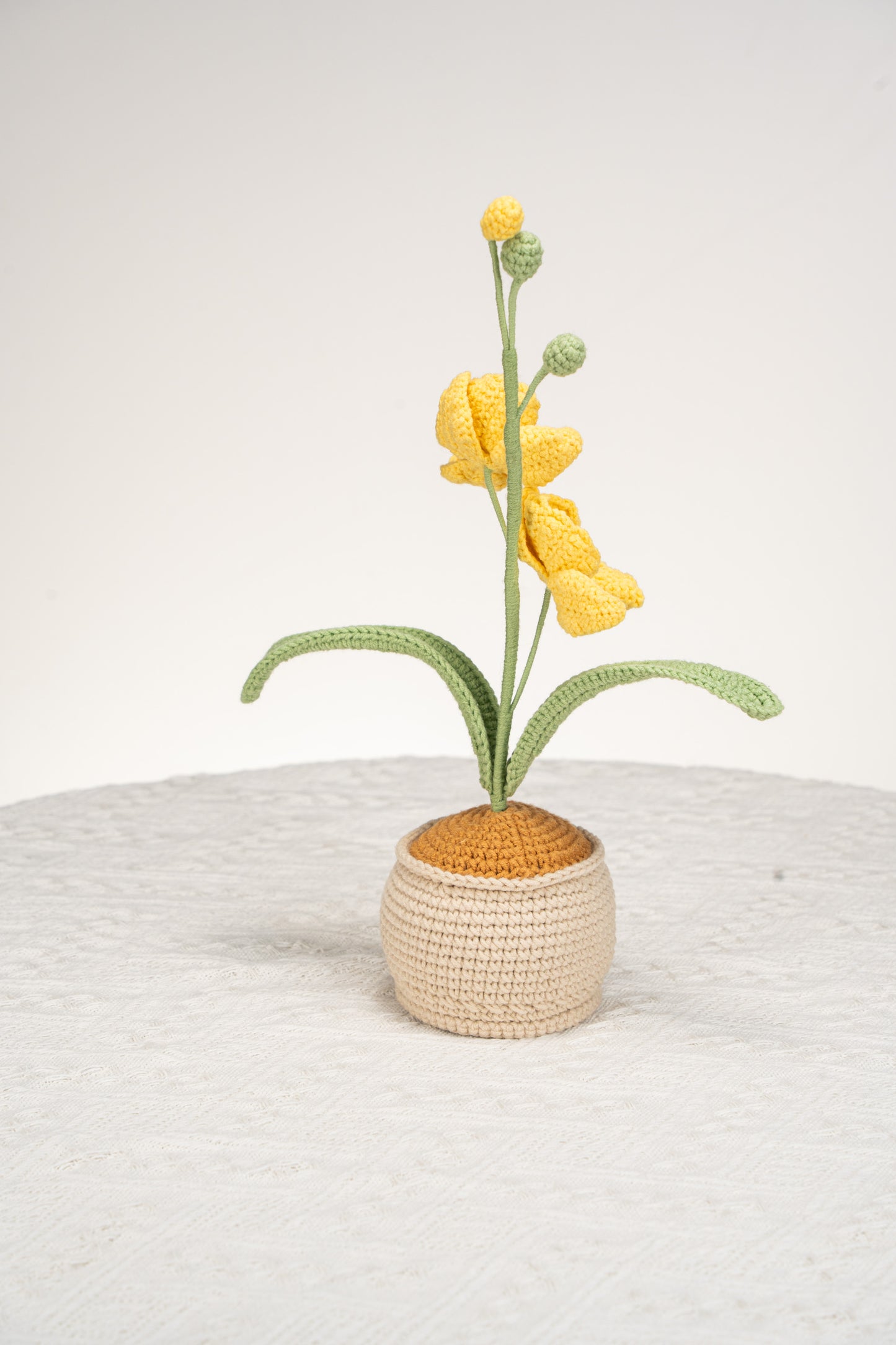 yellow moth orchid