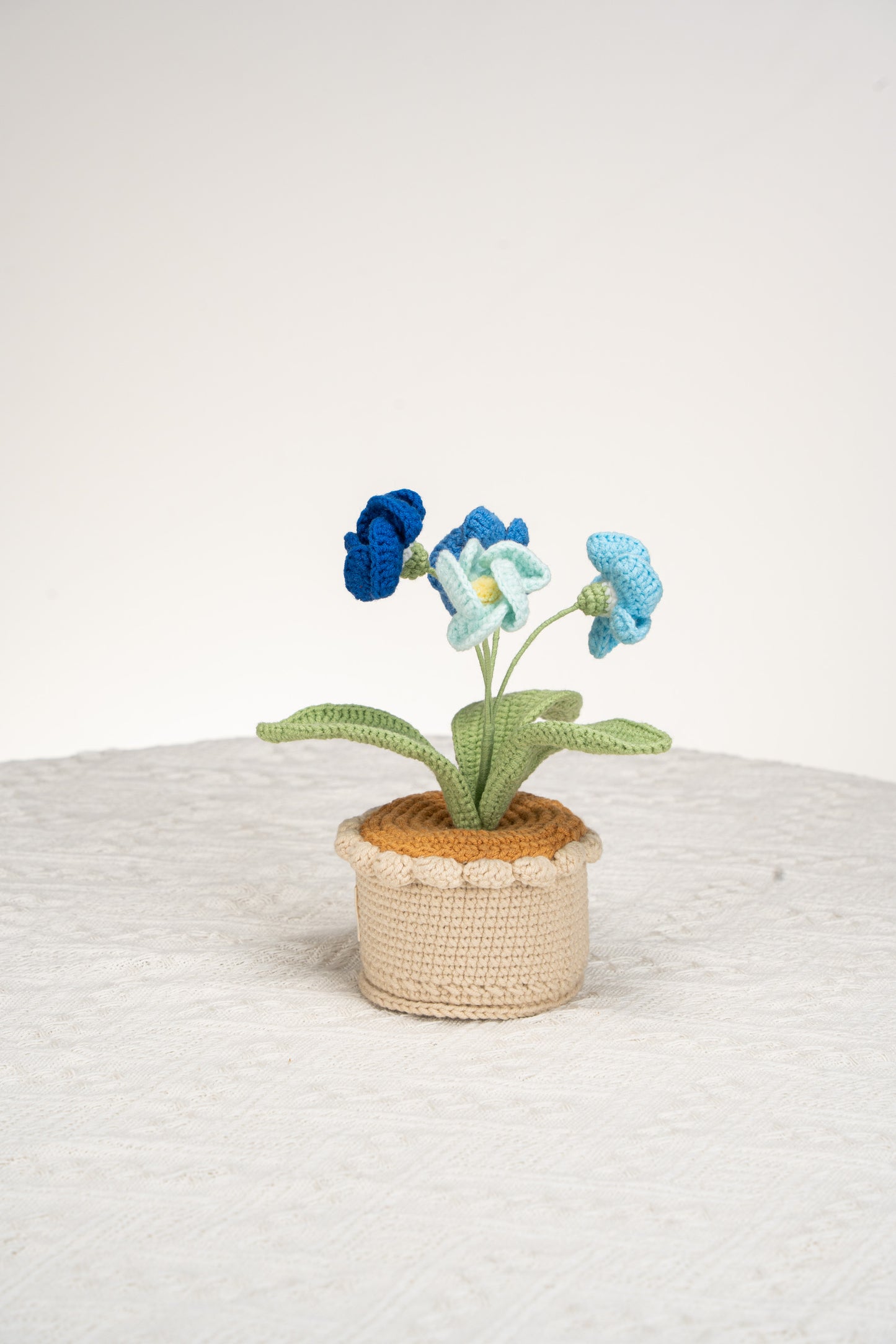 blue primrose
