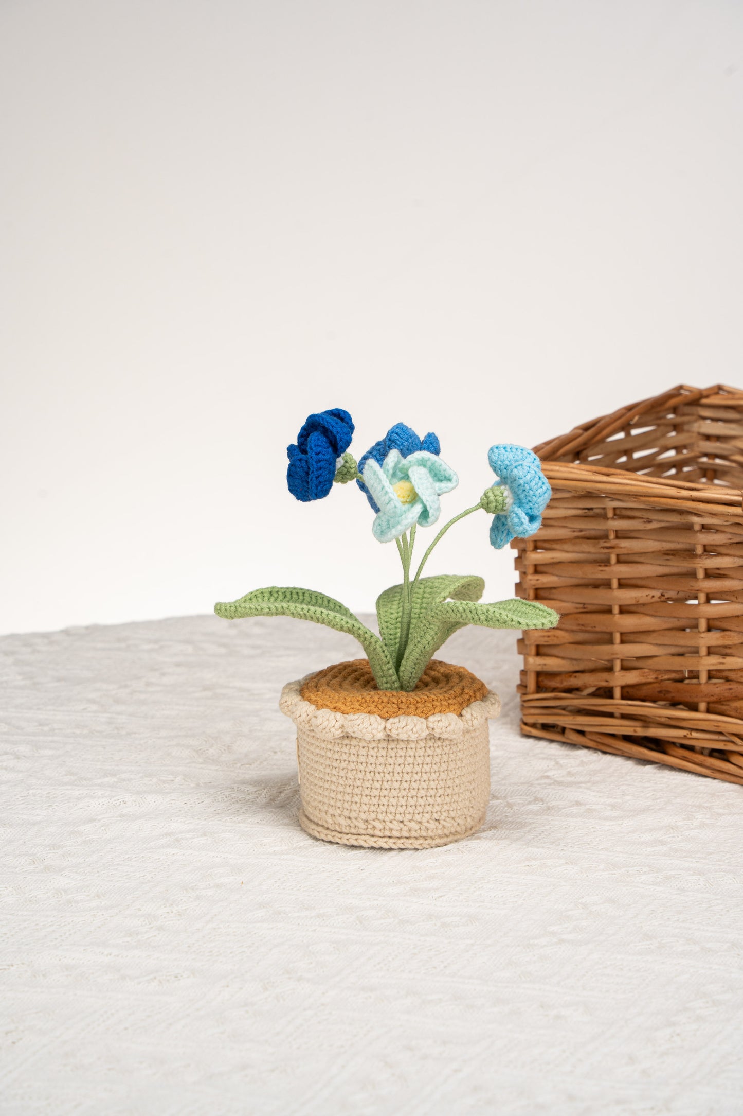 blue primrose