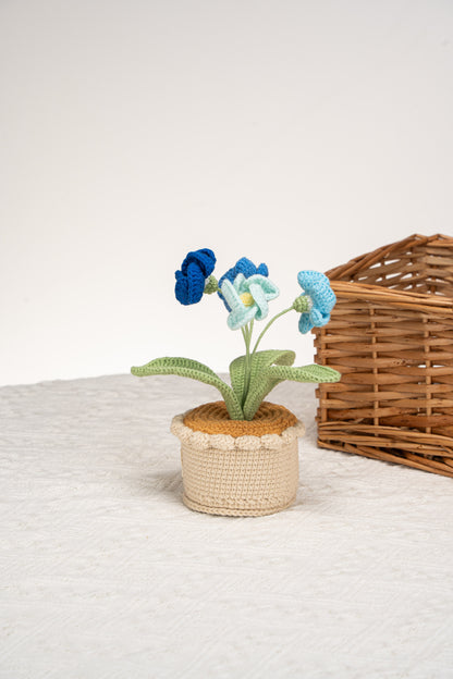 blue primrose