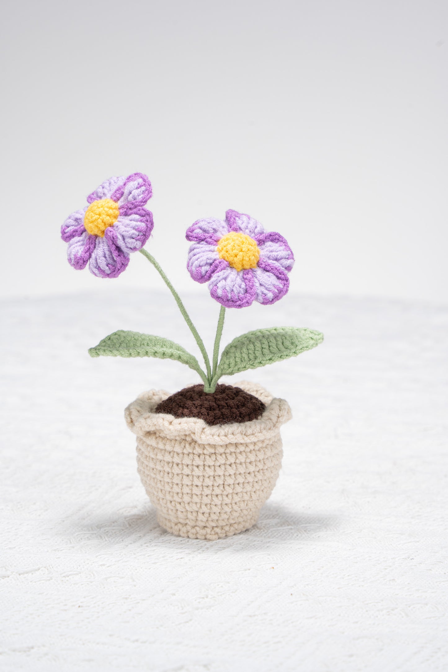 purple daisy with lace