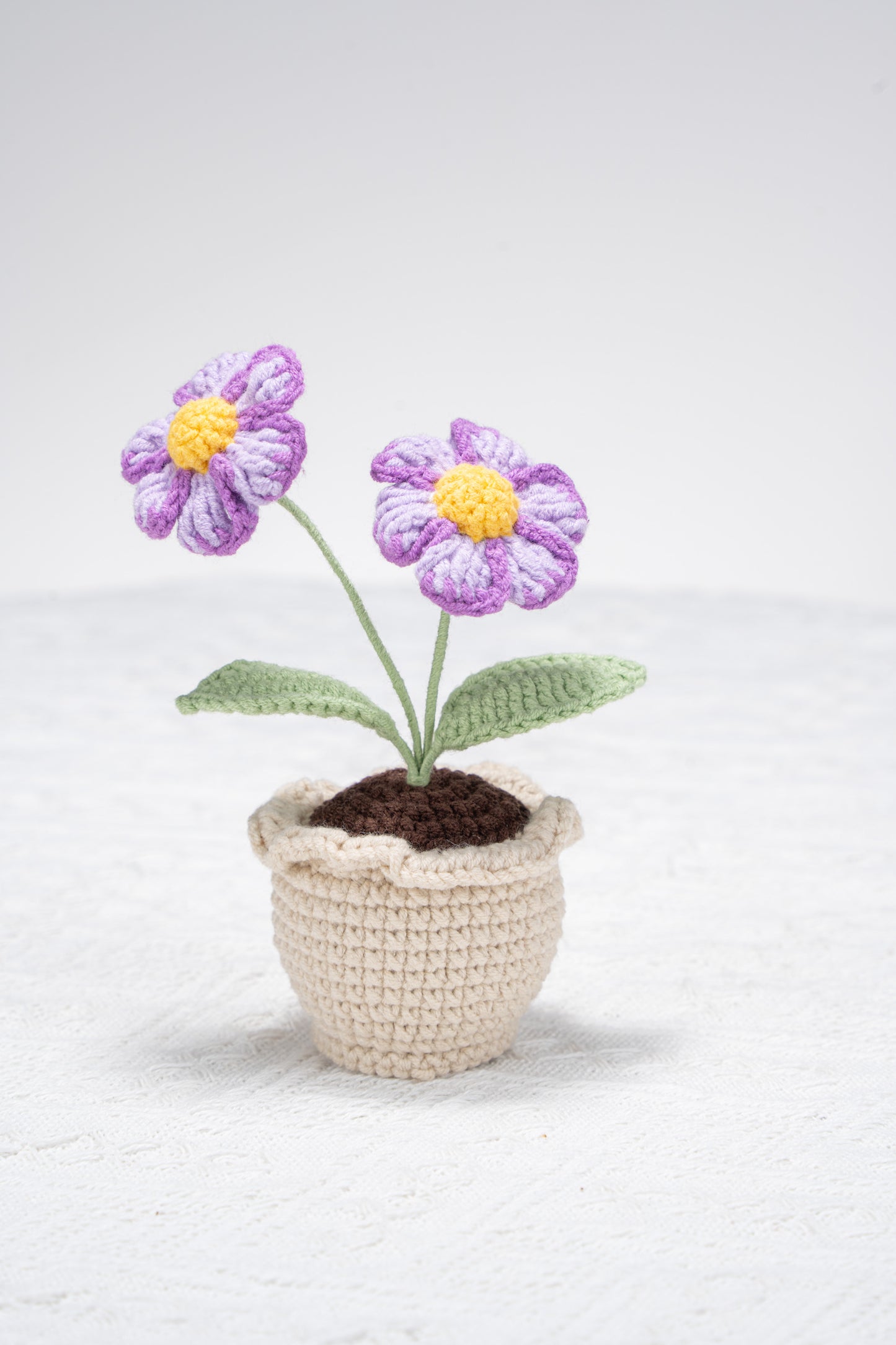 purple daisy with lace