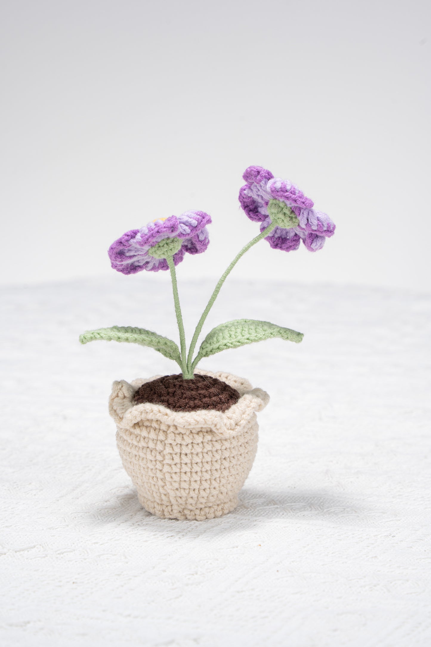 purple daisy with lace